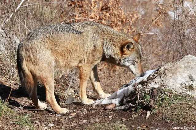 Toute une meute de loups exterminée au poison dans le parc de Monte Sole : cinq spécimens tués 4 Un Loup Sent