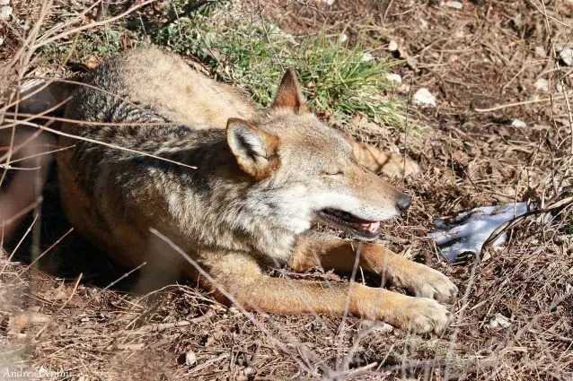 Toute une meute de loups exterminée au poison dans le parc de Monte Sole : cinq spécimens tués 3 Un Loup