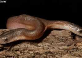 Rare Serpent à Deux Têtes Repéré En Afrique Du Sud