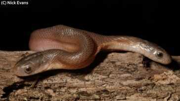 Rare serpent à deux têtes repéré en Afrique du Sud - le mangeur d'œufs est désormais en sécurité 28 Rare Serpent à Deux Têtes Repéré En Afrique Du Sud