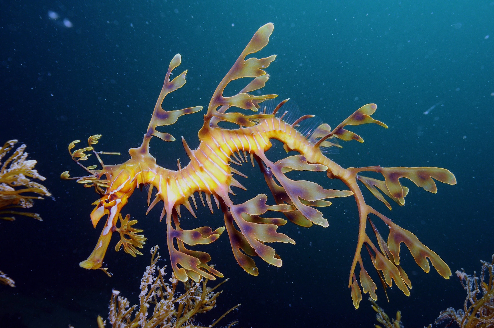 Les secrets des merveilleux dragons de mer révélés - c'est pourquoi ce sont des créatures si étranges 4 Crédit : wikipédia