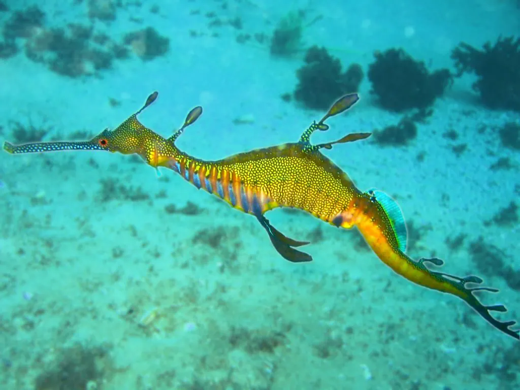 Les secrets des merveilleux dragons de mer révélés - c'est pourquoi ce sont des créatures si étranges 3 Dragon de mer commun. Crédit : wikipédia