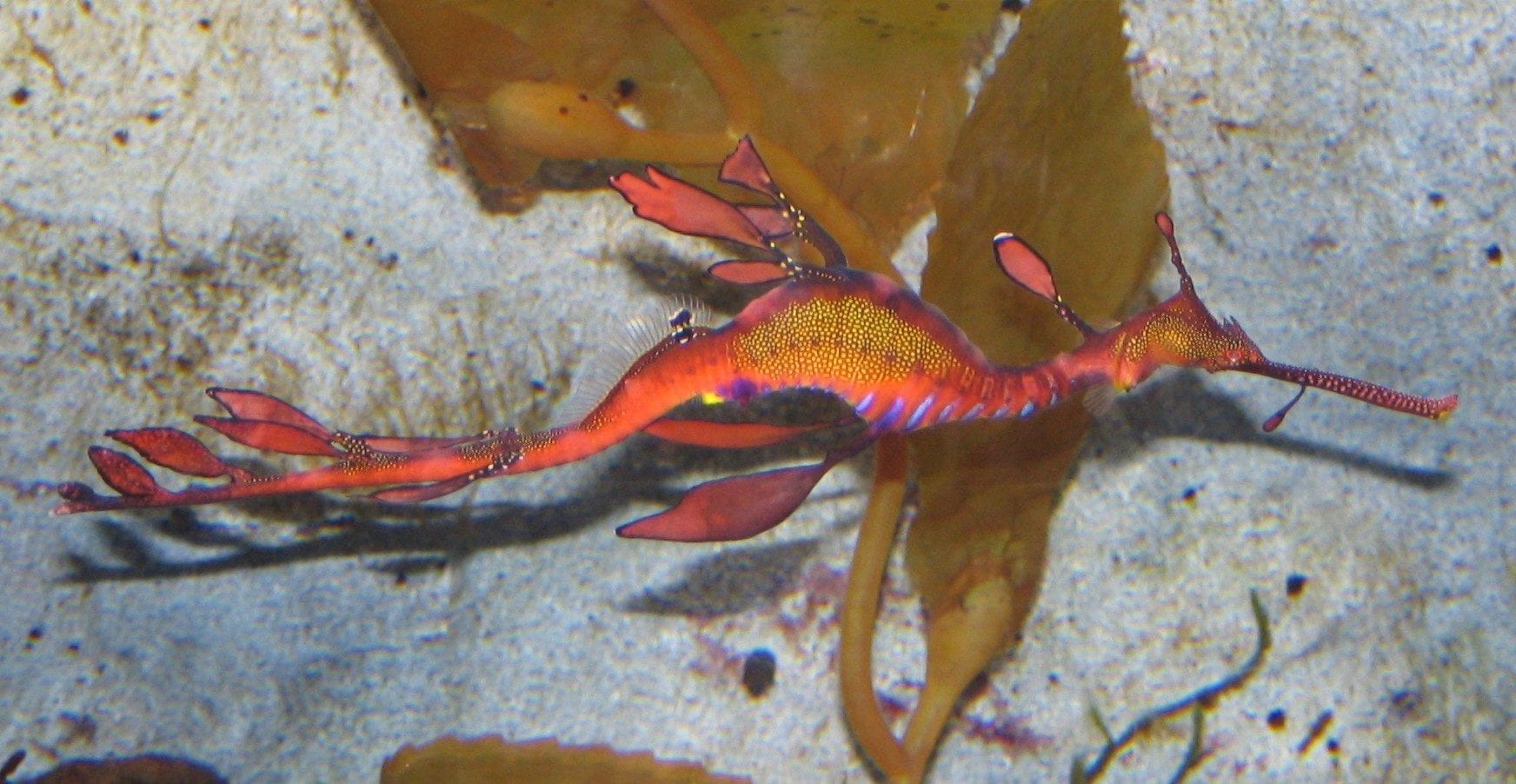 Les secrets des merveilleux dragons de mer révélés - c'est pourquoi ce sont des créatures si étranges 6 Crédit : wikipédia