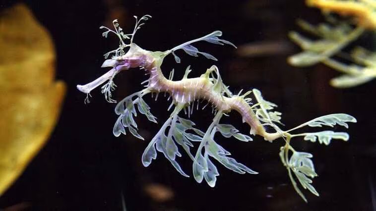 Les secrets des merveilleux dragons de mer révélés - c'est pourquoi ce sont des créatures si étranges 1 Les Secrets Des Merveilleux Dragons De Mer Révélés C'est