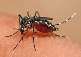 Ces Virus Peuvent Altérer L'odeur De La Peau Et La