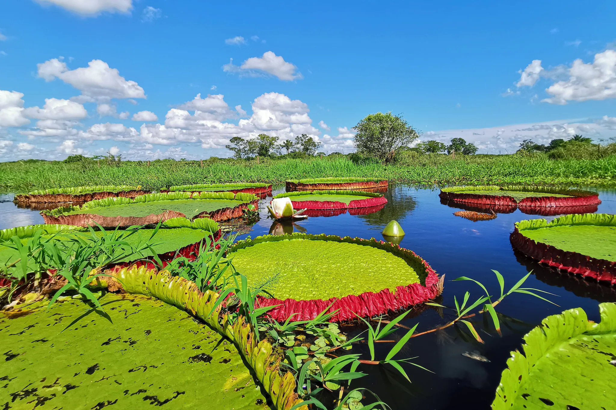 La plus grande espèce de nénuphar géant au monde a été découverte : son diamètre dépasse 3 mètres 3 Crédit : RBG Kew