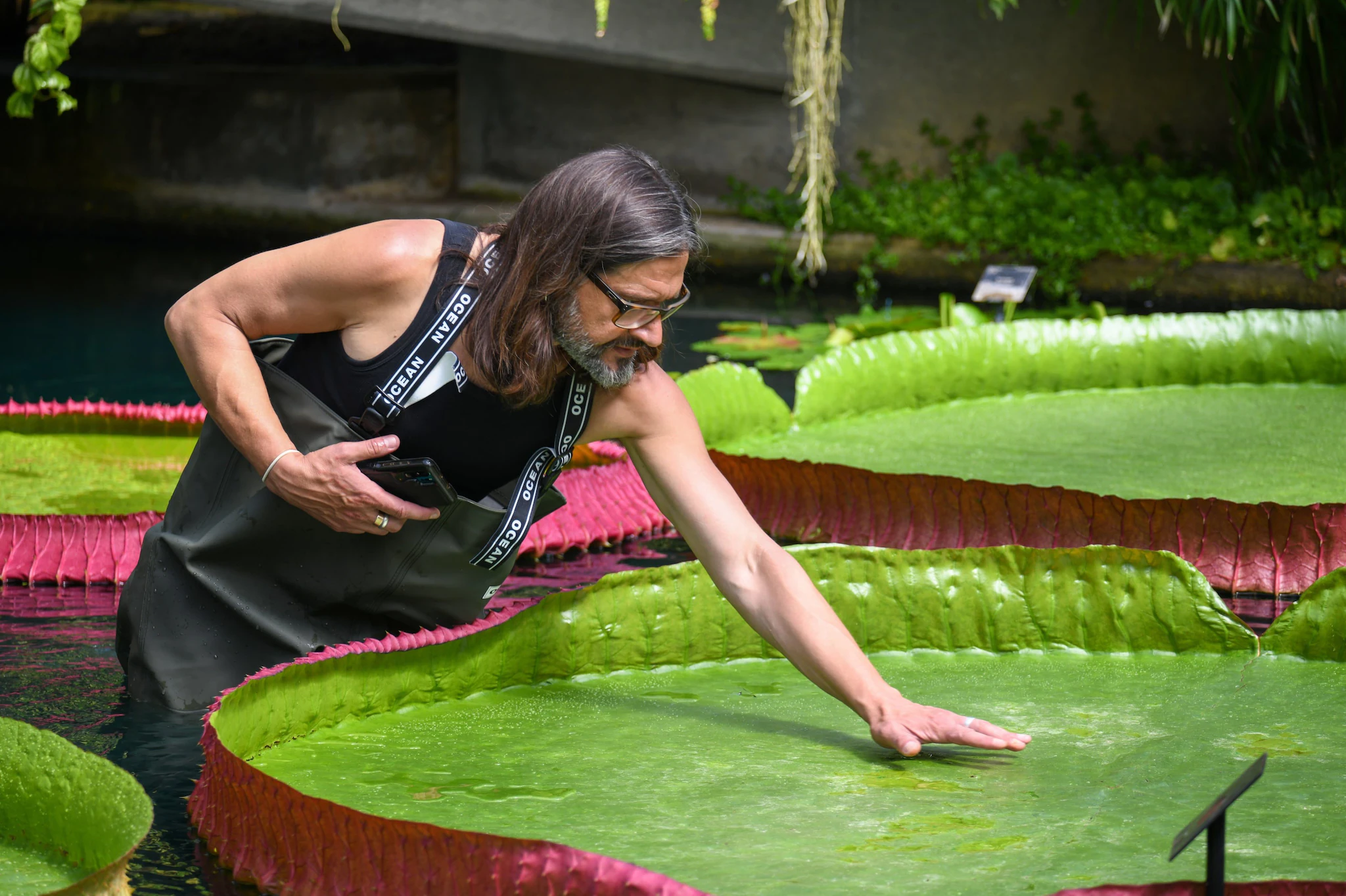 La plus grande espèce de nénuphar géant au monde a été découverte : son diamètre dépasse 3 mètres 4 Crédit : RBG Kew