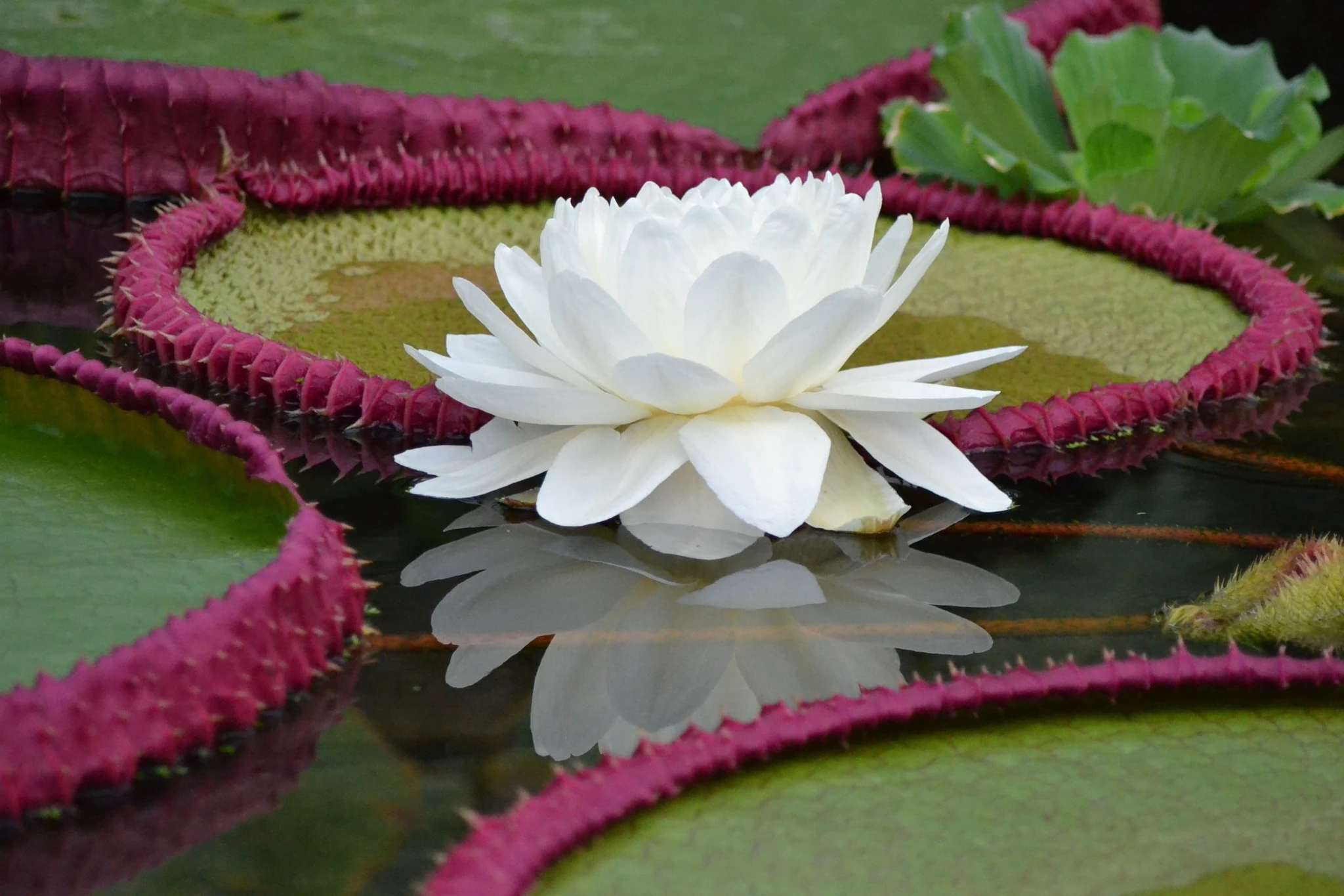 La plus grande espèce de nénuphar géant au monde a été découverte : son diamètre dépasse 3 mètres 5 Crédit : RBG Kew