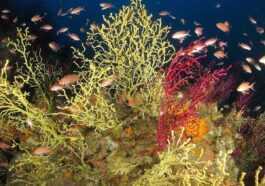 Merveilleux "jardin Secret" Découvert Dans Les Fonds Marins D'ischia :