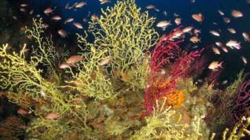 Merveilleux "jardin secret" découvert dans les fonds marins d'Ischia : c'est un trésor de biodiversité 11 Merveilleux "jardin Secret" Découvert Dans Les Fonds Marins D'ischia :