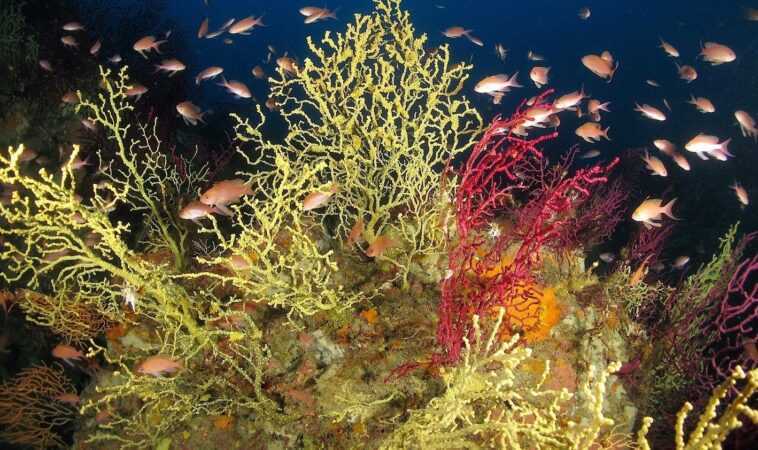 Merveilleux "jardin secret" découvert dans les fonds marins d'Ischia : c'est un trésor de biodiversité 1 Merveilleux "jardin Secret" Découvert Dans Les Fonds Marins D'ischia :