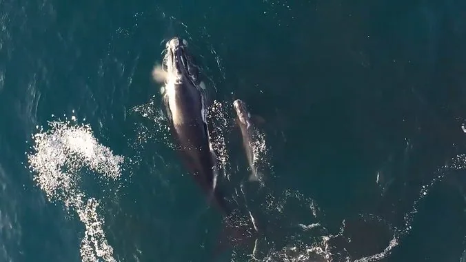 Maman et bébé capturés par un drone.  Crédit : Southern Right Charters / Capture d'écran Instagram