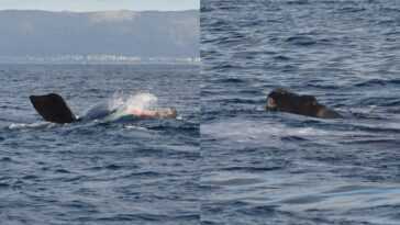 Bébé baleine franche est né sous les yeux incrédules des touristes : les images extraordinaires 30 Bébé Baleine Franche Est Né Sous Les Yeux Incrédules Des