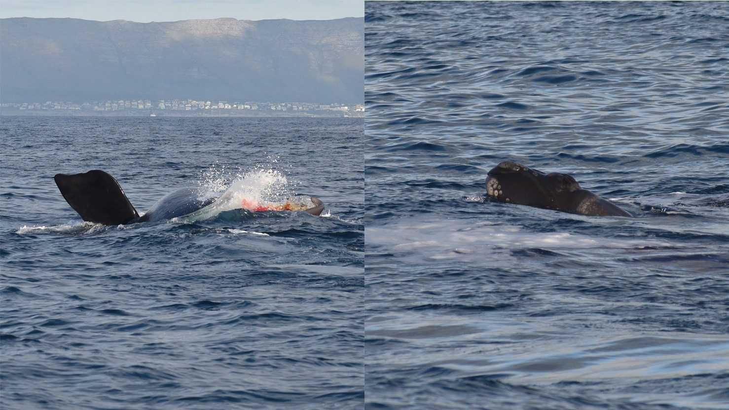 Bébé Baleine Franche Est Né Sous Les Yeux Incrédules Des