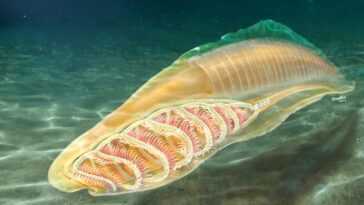 Cette mystérieuse créature aquatique est le plus vieil ancêtre de tous les vertébrés 21 Cette Mystérieuse Créature Aquatique Est Le Plus Vieil Ancêtre De