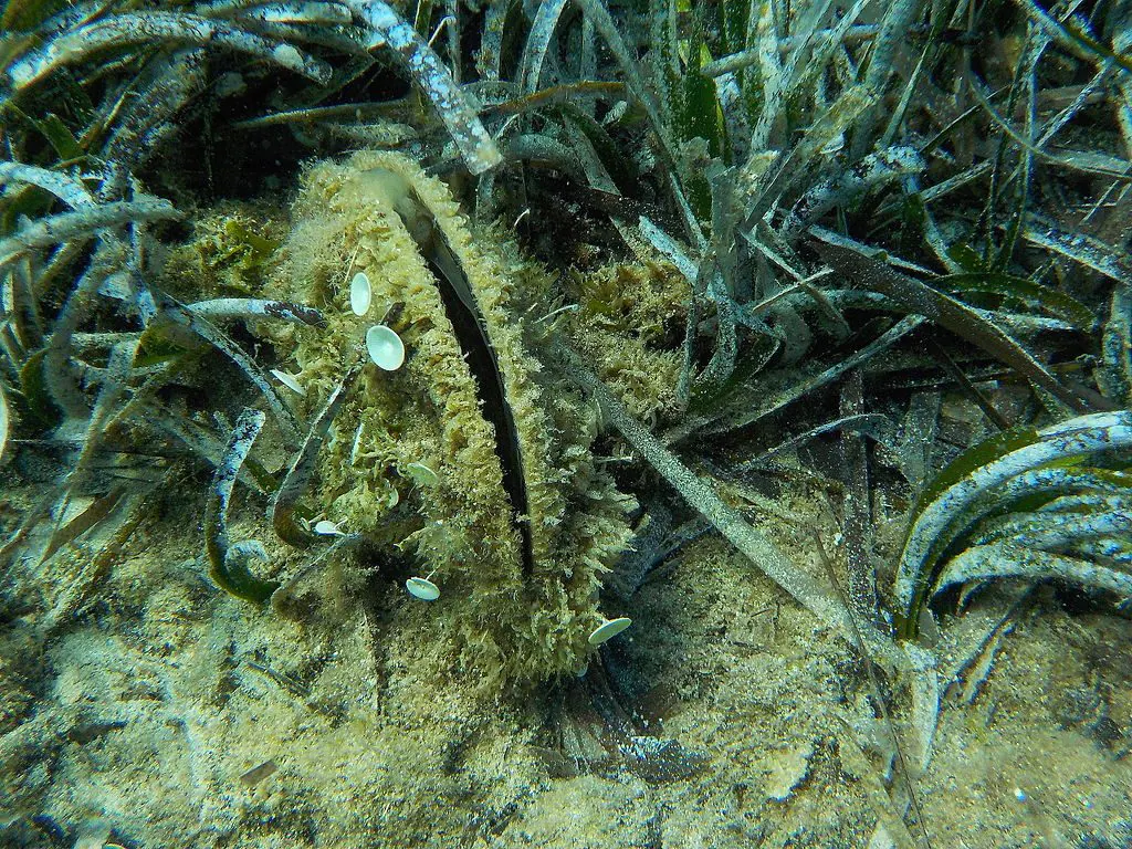 La Pinna nobilis réapparaît dans la mer de Tarente : le mollusque emblématique exterminé par de mystérieuses infections 3 Crédit : wikipédia