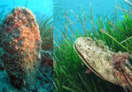 La Pinna nobilis réapparaît dans la mer de Tarente : le mollusque emblématique exterminé par de mystérieuses infections 31 La Pinna Nobilis Réapparaît Dans La Mer De Tarente :