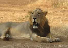 Une Centaine De Lions Ont Atteint Les Plages De L'inde