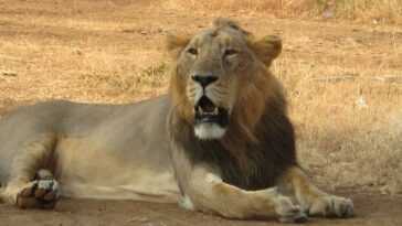 Une centaine de lions ont atteint les plages de l'Inde 17 Une Centaine De Lions Ont Atteint Les Plages De L'inde
