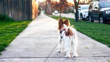 Les chiens peuvent réduire la criminalité dans le quartier où vous vivez : le nouveau "super pouvoir" de Fido 14 Les Chiens Peuvent Réduire La Criminalité Dans Le Quartier Où