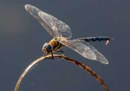 Les Insectes Peuvent Aussi Ressentir De La Douleur, Tout Comme