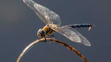 Les insectes peuvent aussi ressentir de la douleur, tout comme nous 13 Les Insectes Peuvent Aussi Ressentir De La Douleur, Tout Comme