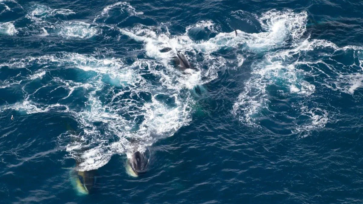 1657564209 740 150 baleines reperees dans locean Austral se nourrissant ensemble