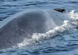 150 Baleines Repérées Dans L'océan Austral Se Nourrissant Ensemble :