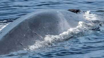 150 baleines repérées dans l'océan Austral se nourrissant ensemble : la merveilleuse vidéo 11 150 Baleines Repérées Dans L'océan Austral Se Nourrissant Ensemble :