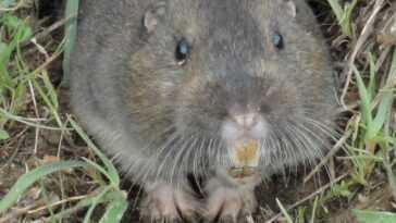 Cet animal est la preuve que l'homme n'est pas le seul mammifère à cultiver sa propre nourriture 7 Cet Animal Est La Preuve Que L'homme N'est Pas Le