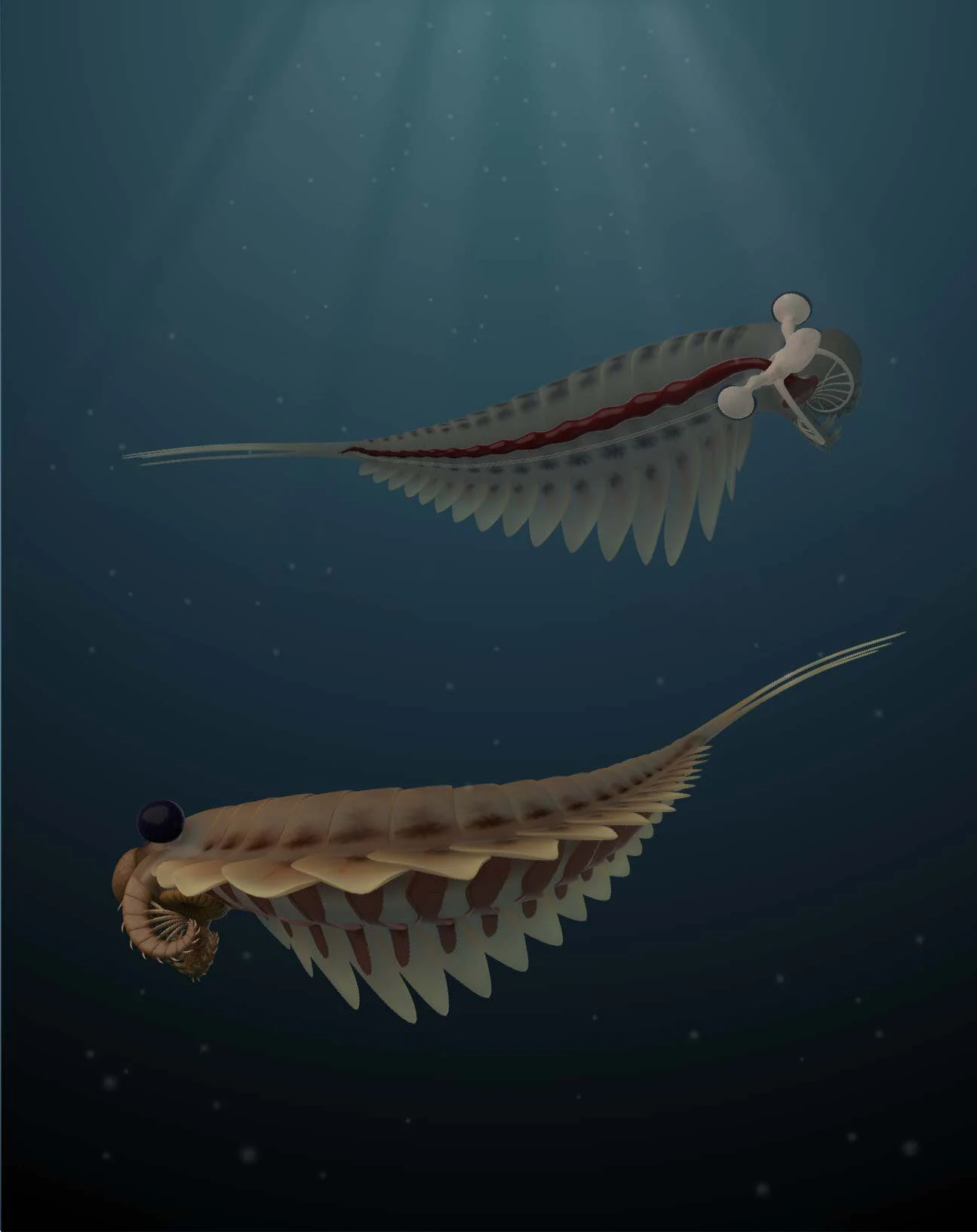 1657649408 788 Decouverte de creatures fossiles vieilles de 500 millions dannees avec