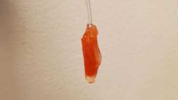 Ventricule du cœur humain cultivé en laboratoire : il bat et pompe le sang 2 Ventricule Du Cœur Humain Cultivé En Laboratoire : Il Bat Et