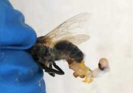La Chaleur Extrême Fait éjaculer à Mort Les Abeilles :