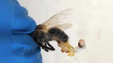 La chaleur extrême fait éjaculer à mort les abeilles : elles expulsent l'endophhale de manière "explosive" 27 La Chaleur Extrême Fait éjaculer à Mort Les Abeilles :