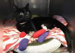 Les Chats Blessés Dans Les Incendies Risquent Des Caillots Mortels