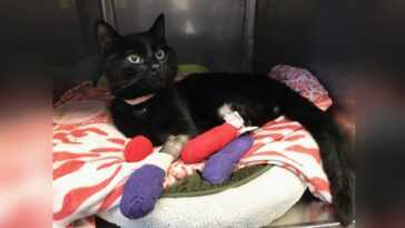 Les chats blessés dans les incendies risquent des caillots mortels : la découverte sauvera la vie de nombreux félins 22 Les Chats Blessés Dans Les Incendies Risquent Des Caillots Mortels