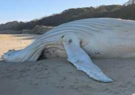 Une Merveilleuse Baleine Blanche S'est échouée En Australie (mais Ce