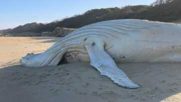 Une merveilleuse baleine blanche s'est échouée en Australie (mais ce n'est pas le fameux Migaloo) 18 Une Merveilleuse Baleine Blanche S'est échouée En Australie (mais Ce