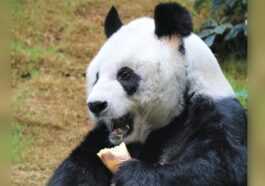 Au Revoir An An, Le Plus Vieux Panda Mâle Gardé
