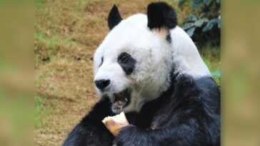 Au revoir An An, le plus vieux panda mâle gardé en captivité est mort à 35 ans 3 Au Revoir An An, Le Plus Vieux Panda Mâle Gardé