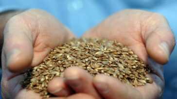 Un complément alimentaire réduit le risque de cancer héréditaire de 60 % : l'étude 26 Un Complément Alimentaire Réduit Le Risque De Cancer Héréditaire De