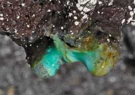De nouvelles formes de vie microbienne découvertes dans les grottes de lave d'Hawaï 71 De Nouvelles Formes De Vie Microbienne Découvertes Dans Les Grottes