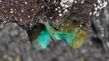 De nouvelles formes de vie microbienne découvertes dans les grottes de lave d'Hawaï 25 De Nouvelles Formes De Vie Microbienne Découvertes Dans Les Grottes