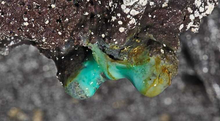 De nouvelles formes de vie microbienne découvertes dans les grottes de lave d'Hawaï 1 De Nouvelles Formes De Vie Microbienne Découvertes Dans Les Grottes