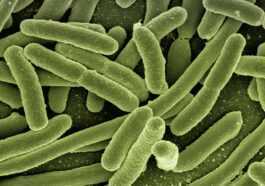 Qu'est-ce qu'Escherichia coli: symptômes, complications et traitement de l'infection causée par la bactérie 72 Qu'est Ce Qu'escherichia Coli: Symptômes, Complications Et Traitement De L'infection Causée