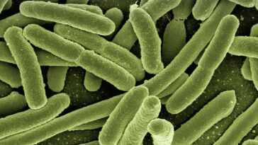 Qu'est-ce qu'Escherichia coli: symptômes, complications et traitement de l'infection causée par la bactérie 23 Qu'est Ce Qu'escherichia Coli: Symptômes, Complications Et Traitement De L'infection Causée
