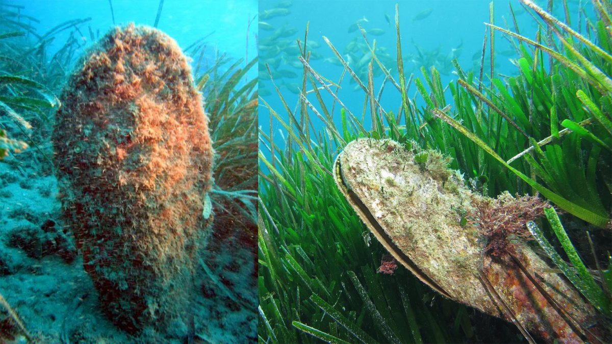 La Pinna nobilis réapparaît dans la mer de Tarente : le mollusque emblématique exterminé par de mystérieuses infections 2 Deux spécimens vivants de Pinna nobilis. Crédit : wikipédia
