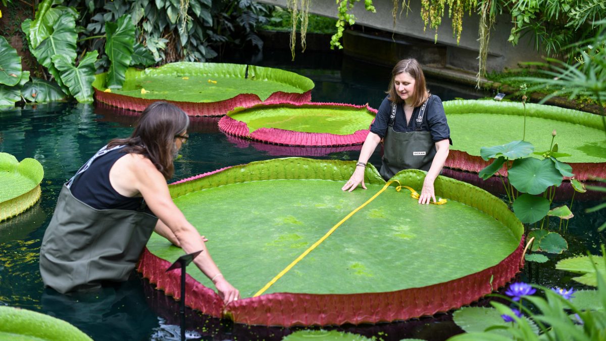 La plus grande espèce de nénuphar géant au monde a été découverte : son diamètre dépasse 3 mètres 2 Crédit : RBG Kew