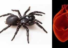 Le Venin D'araignée Pourrait Prévenir Les Lésions Cardiaques Après Une