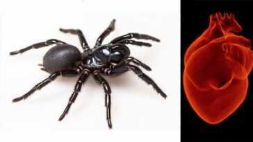 Le venin d'araignée pourrait prévenir les lésions cardiaques après une crise cardiaque: test humain de 2023 4 Le Venin D'araignée Pourrait Prévenir Les Lésions Cardiaques Après Une